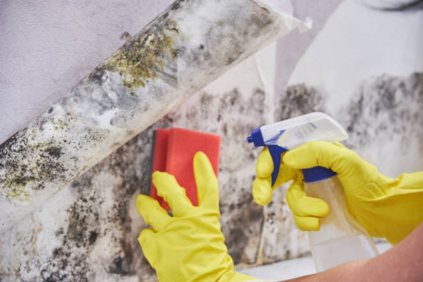 Best Mold Removal for HVAC Installations  in Hewitt, TX